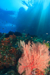Fototapeta na wymiar Streaming afternoon sunlight, Vibrant Gorgonian Sea Fans and schooling Anthias fish (Pseudanthias squamipinnis) Raja Ampat region of Papua (formerly Irian Jaya)