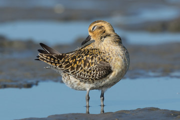 Pacific Golden Plover