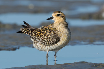 Pacific Golden Plover
