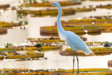 Brazil, The Pantanal, Porto Jofre. Great egret stands on the giant lily pad while looking for fish...