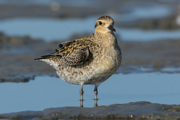 Pacific Golden Plover