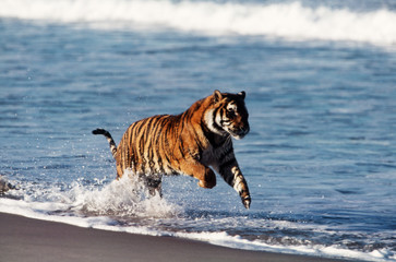 Bengal Tiger (Panthera Tigris)