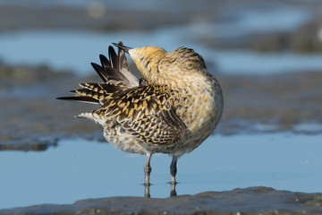 Pacific Golden Plover