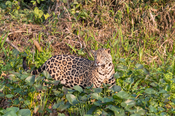 Brazil, The Pantanal, Rio Cuiaba. A jaguar emerges from the forest along the banks of the river looking for prey.