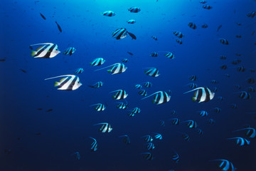 View at School Of Fish Longfin Bannerfish