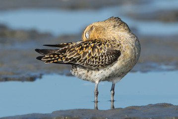 Pacific Golden Plover