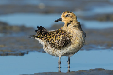 Pacific Golden Plover