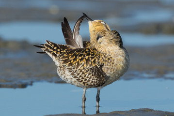 Pacific Golden Plover