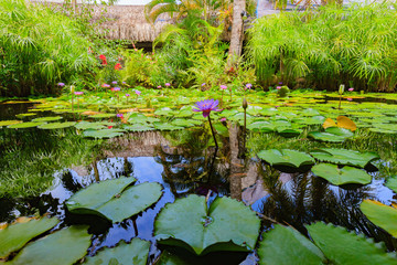 Koi fish pond. Bora Bora. French Polynesia.