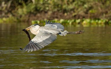 Pantanal, Mato Grosso, Brazil. Cocoi Heron flying with a freshwater eel in its mouth.