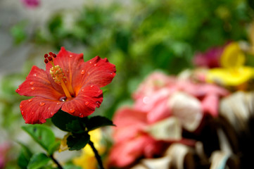 South Pacific, French Polynesia, Society Islands, Bora Bora. Raindrops on hibiscus.
