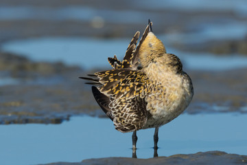 Pacific Golden Plover