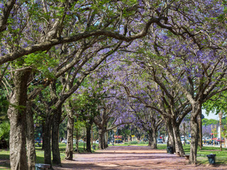 Fototapeta na wymiar Alley with jacaranda trees in park Plaza Intendente Seeber. Buenos Aires, capital of Argentina.