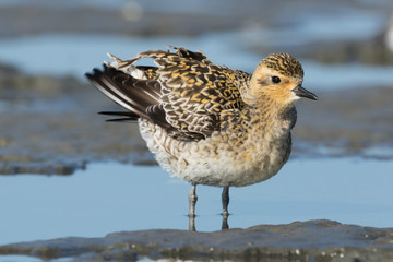 Pacific Golden Plover