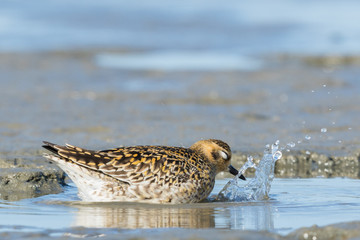 Pacific Golden Plover