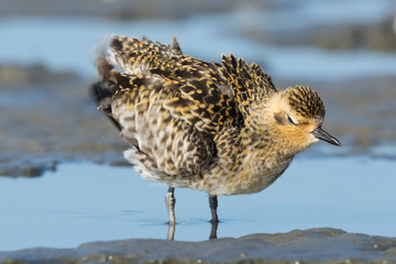Pacific Golden Plover