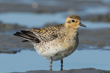 Pacific Golden Plover