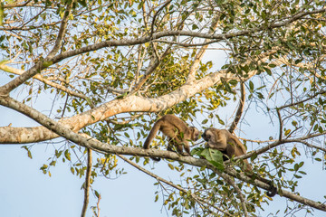 Pantanal, Mato Grosso, Brazil. Two Black-capped Capuchin monkeys sitting high in a tree eating leaves.