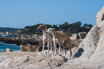 Two Whippets standing along seashore rocks