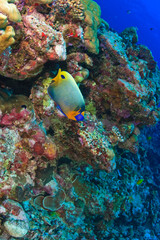 Yellowmask Angelfish (Pomacanthus xanthrometopori), Palau, Micronesia, Rock Islands, World Heritage Site, Western Pacific