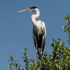 Brazil, Pantanal, Cocoi Heron (Ardea cocoi) perched in the tree tops in the Brazilian jungle wetlands