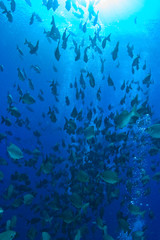 Naklejka na ściany i meble Schooling Highfin Rudderfish (Kyphosus cinerascens ), Palau, Micronesia, Rock Islands, World Heritage Site, Western Pacific