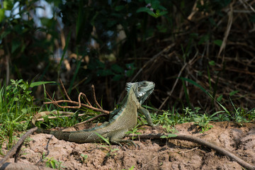 Green iguana(Iguana iguana), Cuiaba River, Pantanal, Mato Grosso, Brazil