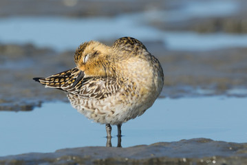 Pacific Golden Plover