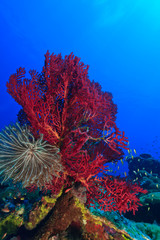 Fototapeta na wymiar Purple Gorgonian Sea Fan and attached crinoid, Raja Ampat region of Papua (formerly Irian Jaya)