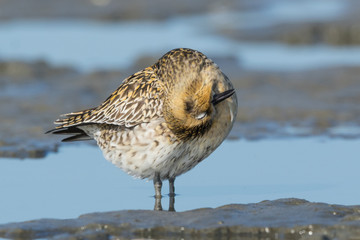 Pacific Golden Plover