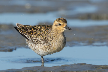 Pacific Golden Plover
