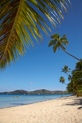 Beach and palm trees, Plantation Island Resort, Malolo Lailai Island, Mamanuca Islands, Fiji, South Pacific