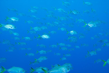 Fototapeta premium Schooling Horseye Jacks (Caranx latus) Hol Chan Marine Park, Ambergris Caye, Belize Barrier Reef-2nd Largest in the World 