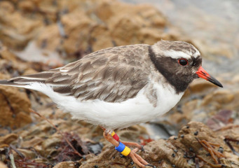 Shore Plover Endemic to New Zealand