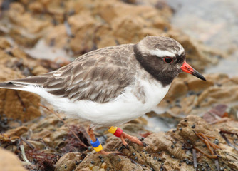 Shore Plover Endemic to New Zealand