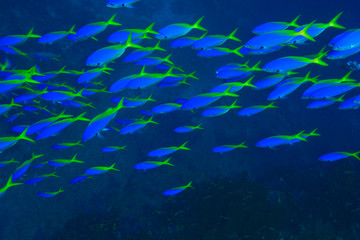Naklejka na ściany i meble Blue-Gold Fusiliers (Caesio teres), Vibrant & Colorful, healthy Coral Reef, Bligh Water, Viti Levu, Fiji, South Pacific