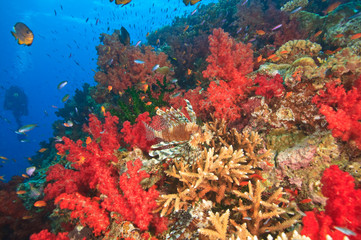 Fototapeta na wymiar Lionfish (Pterios volitans) surrounded by lush Soft Corals (Dendronepthya sp.) and Anthias fish, near Beqa Island off Southern Viti Levu, Fiji, South Pacific