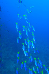 Fototapeta na wymiar Blue-Gold Fusiliers (Caesio teres), Vibrant & Colorful, healthy Coral Reef, Bligh Water, Viti Levu, Fiji, South Pacific