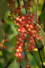 Schisandra chinensis or magnolia-vine