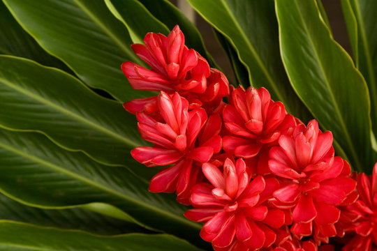 French Polynesia. Tropical Native Flowers.