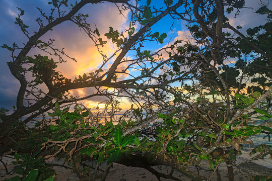 Kosrae, Micronesia. Sunshine Colors The Sky In Front Of Mangrove Trees Along The Shoreline Of The Island.