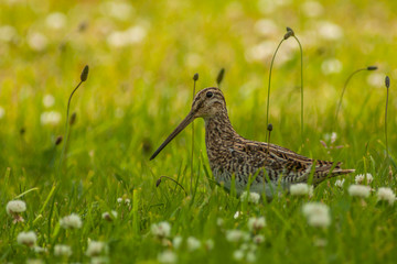 Chile, Patagonia. Common snipe in grass. Credit as: Cathy & Gordon Illg / Jaynes Gallery / DanitaDelimont.com