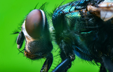 Common Green Bottle Fly - Powered by Adobe