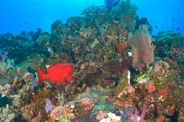 Glasseye (Heteropriacanthus cruentatus), Turtle Cove, Palau, Micronesia, Rock Islands, World Heritage Site, Western Pacific
