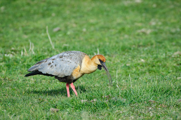 Chile, Aysen, Villa Frei. Buff-necked Ibis (Theristicus caudatus) feeding in grassy pasture.