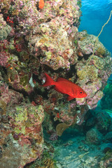 Fototapeta na wymiar Glasseye (Heteropriacanthus cruentatus) on healthy shallow coral reef, Palau, Micronesia, Rock Islands, World Heritage Site, Western Pacific