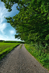 Obraz premium Feldweg an dichtbelaubtem Waldrand und Wiese bei Abendsonne, 