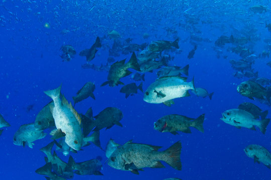 รูปภาพRudderfish – เลือกดูภาพถ่ายสต็อก เวกเตอร์ และวิดีโอ215 | Adobe Stock
