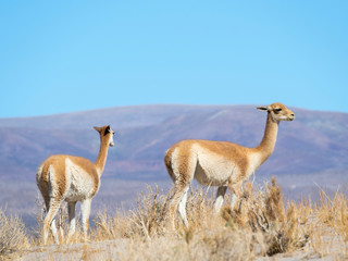 Vicuna (Vicugna vicugna) in the Altiplano of Argentina near the Salinas Grandes.
