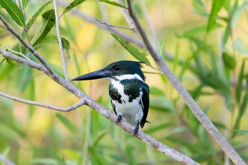 Obraz premium Brazil, Mato Grosso, The Pantanal, Amazon kingfisher, female (Chloroceryle amazona) on a branch.